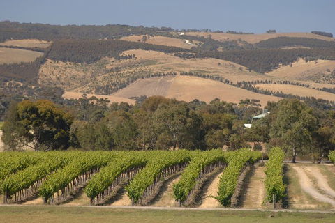 McLaren Vale And Glenelg Wine Tasting And Sightseeing (Half-day Afternoon) - Accommodation Rockhampton 2
