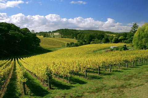 McLaren Vale And Glenelg Wine Tasting And Sightseeing (Half-day Afternoon) - Accommodation Rockhampton 4