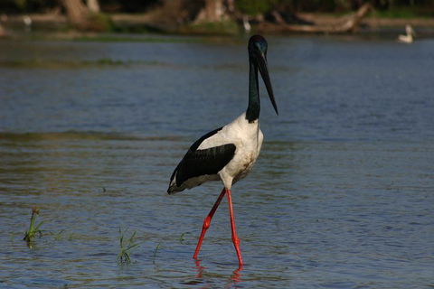 Litchfield And Jumping Crocodiles Full Day Trip From Darwin - Accommodation Rockhampton 1