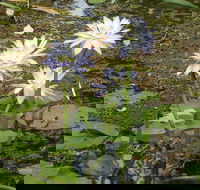 Yellow Water Cruise - Kakadu - Accommodation Rockhampton