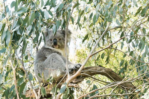 Ultimate Reverse Direction - 12 Apostles, Great Ocean Road - Small Group Tour - Accommodation Rockhampton 5