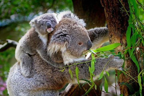 1 Day Exclusively Private Tour Of Phillip Island & The Penguin Parade - Accommodation Rockhampton 2