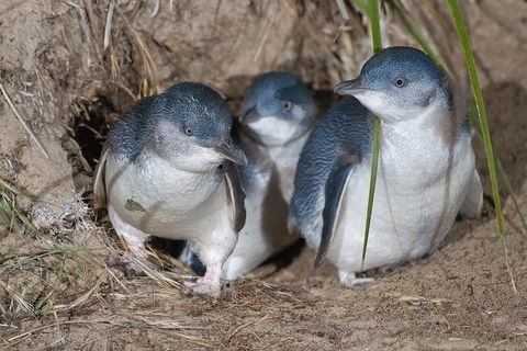 1 Day Exclusively Private Tour Of Phillip Island & The Penguin Parade - Accommodation Rockhampton 5