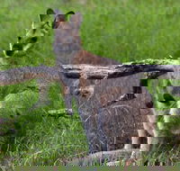 Ultimate Blue Mountains and Wildlife Tour - Accommodation Rockhampton