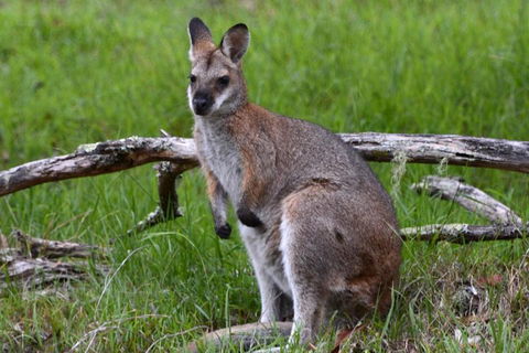 Ultimate Blue Mountains And Wildlife Tour - Accommodation Rockhampton 0