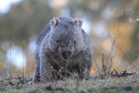 Ultimate Blue Mountains And Wildlife Tour - Accommodation Rockhampton 3