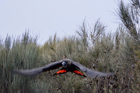 Ultimate Blue Mountains And Wildlife Tour - Accommodation Rockhampton 5