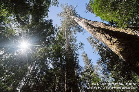 Mt Field And Styx Valley Photography Tour - Accommodation Rockhampton 1