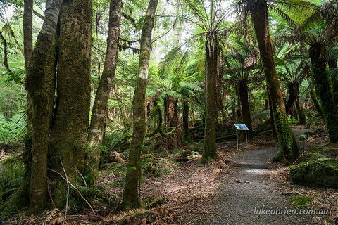 Mt Field And Styx Valley Photography Tour - Accommodation Rockhampton 2