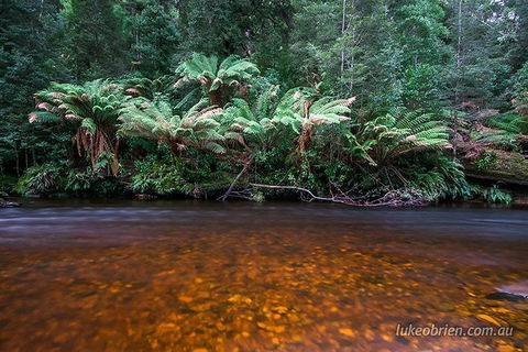 Mt Field And Styx Valley Photography Tour - Accommodation Rockhampton 4