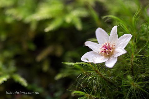 Mt Field And Styx Valley Photography Tour - Accommodation Rockhampton 5