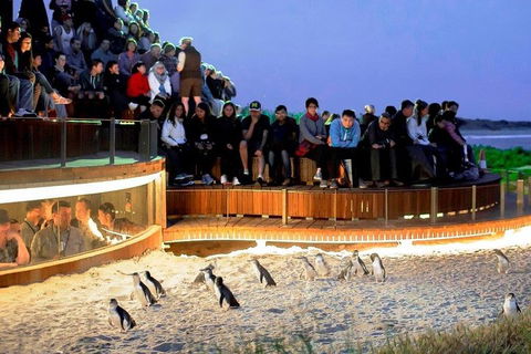 Phillip Island Medium Size Group Tour - Accommodation Rockhampton 3