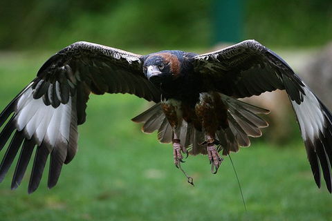 Yarra Valley Wildlife & Wine Day Tour From Melbourne With Healesville Sanctuary - Accommodation Rockhampton 1