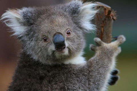 Yarra Valley Wildlife & Wine Day Tour From Melbourne With Healesville Sanctuary - Accommodation Rockhampton 2