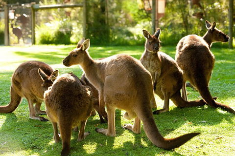 Yarra Valley Wildlife & Wine Day Tour From Melbourne With Healesville Sanctuary - Accommodation Rockhampton 4