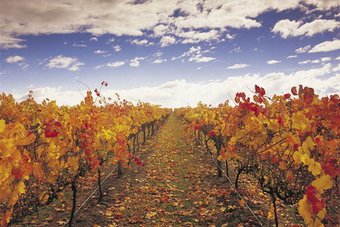 Yarra Valley Wildlife & Wine Day Tour From Melbourne With Healesville Sanctuary - Accommodation Rockhampton 5