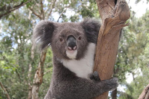 Private Blue Mountains Tour With Kangaroo And Koala Experience - Accommodation Rockhampton 2