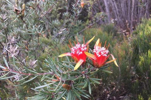 Private Blue Mountains Tour With Kangaroo And Koala Experience - Accommodation Rockhampton 4