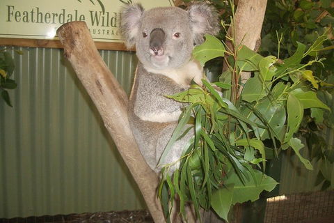 Full-Day Private Blue Mountains Tour With River Cruise - Accommodation Rockhampton 2