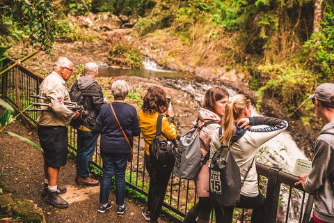 Full-day Springbrook National Park Tour From The Gold Coast - Accommodation Rockhampton 0