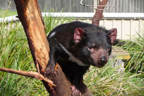 Tasmania 4 Day East Coast + Launceston - Accommodation Rockhampton 2