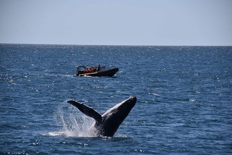 Adventure Whale Watching Tour Mooloolaba - Accommodation Rockhampton 1