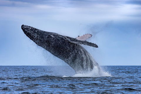 Adventure Whale Watching Tour Mooloolaba - Accommodation Rockhampton 2