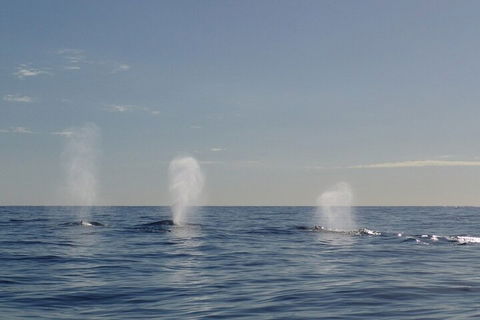 Adventure Whale Watching Tour Mooloolaba - Accommodation Rockhampton 3