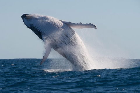 Adventure Whale Watching Tour Mooloolaba - Accommodation Rockhampton 5