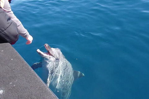 Noosa Wild Dolphin Safari - Accommodation Rockhampton 0