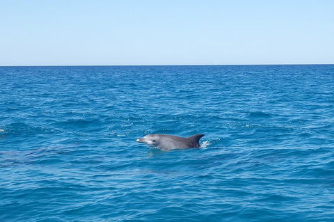 Noosa Wild Dolphin Safari - Accommodation Rockhampton 1