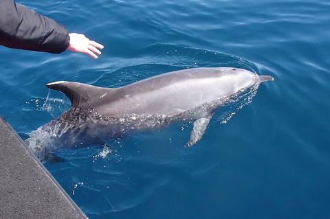 Noosa Wild Dolphin Safari - Accommodation Rockhampton 2