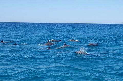 Noosa Wild Dolphin Safari - Accommodation Rockhampton 3