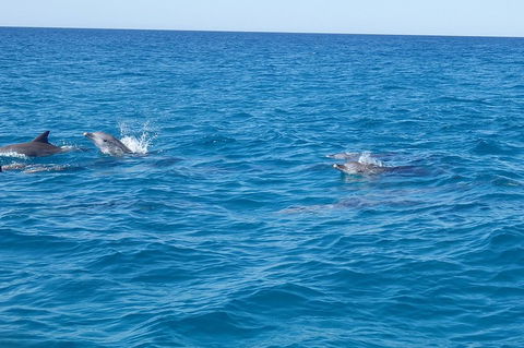 Noosa Wild Dolphin Safari - Accommodation Rockhampton 4