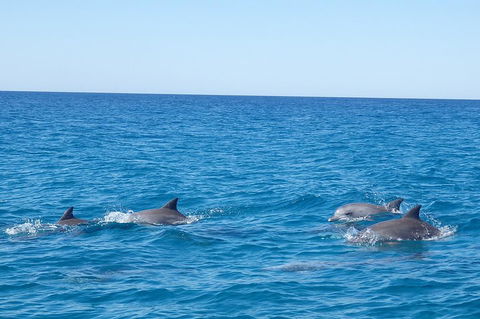 Noosa Wild Dolphin Safari - Accommodation Rockhampton 5
