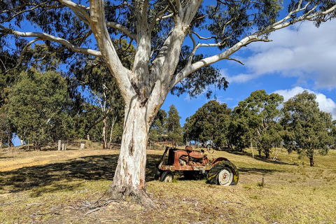 Blue Mountains Private Tour - Wild Kangaroos, Waterfalls And The Three Sisters - Accommodation Rockhampton 1