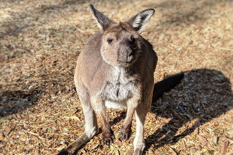 Blue Mountains Private Tour - Wild Kangaroos, Waterfalls And The Three Sisters - Accommodation Rockhampton 2
