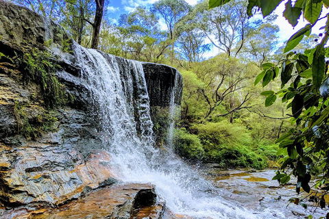Blue Mountains Private Tour - Wild Kangaroos, Waterfalls And The Three Sisters - Accommodation Rockhampton 5