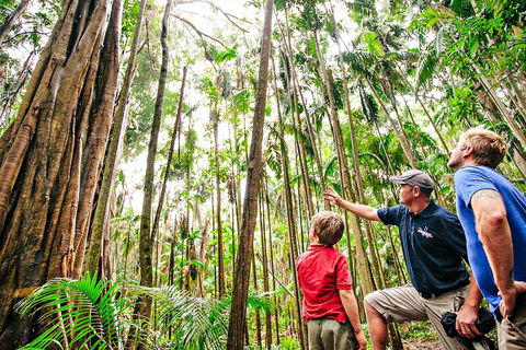 Natural Bridge & Springbrook Waterfalls Tour + Hot Air Balloon With Breakfast - Accommodation Rockhampton 5