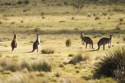 The Explorers' Discovery Tour - Gold, Wine & Wildlife - Accommodation Rockhampton 5
