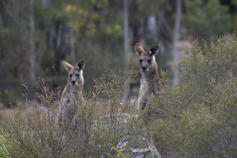 Inside The Greater Blue Mountains World Heritage - A Wildlife Safari Overnight - Accommodation Rockhampton 2