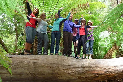 Mt Field National Park Active Day-Trip Including Bonorong And Mt Wellington - Accommodation Rockhampton 3
