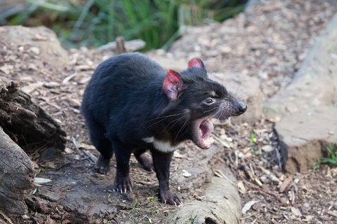 Mt Field National Park Active Day-Trip Including Bonorong And Mt Wellington - Accommodation Rockhampton 5