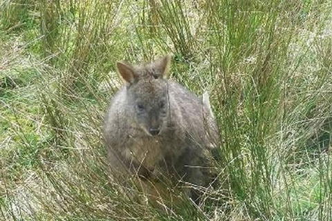 Leven Canyon Day Trip Including Wings Wildlife Park Or Gunns Plains Caves - Accommodation Rockhampton 3