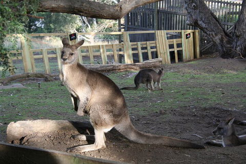 Mt. Wellington, Bonorong And Richmond Day Tour From Hobart - Accommodation Rockhampton 2