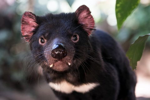 Mt. Wellington, Bonorong And Richmond Day Tour From Hobart - Accommodation Rockhampton 3