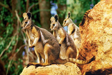 Sydney Harbour Hop On Hop Off Cruise With Taronga Zoo Entry - Accommodation Rockhampton 4