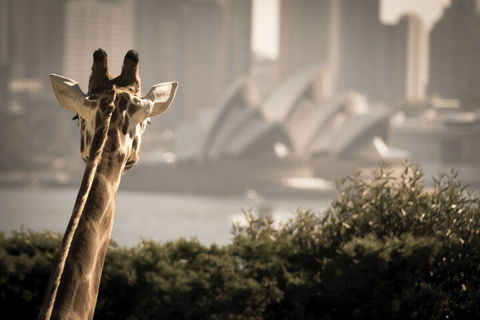 Sydney Harbour Hop On Hop Off Cruise With Taronga Zoo Entry - Accommodation Rockhampton 5