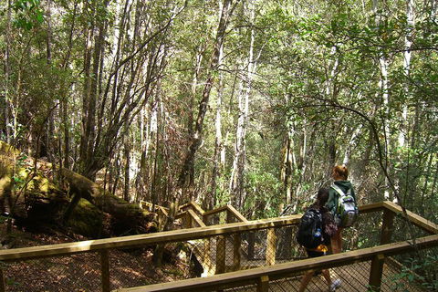 Mt Field National Park And Russell Falls From Hobart - Accommodation Rockhampton 4