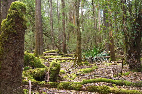 Mt Field National Park And Russell Falls From Hobart - Accommodation Rockhampton 5